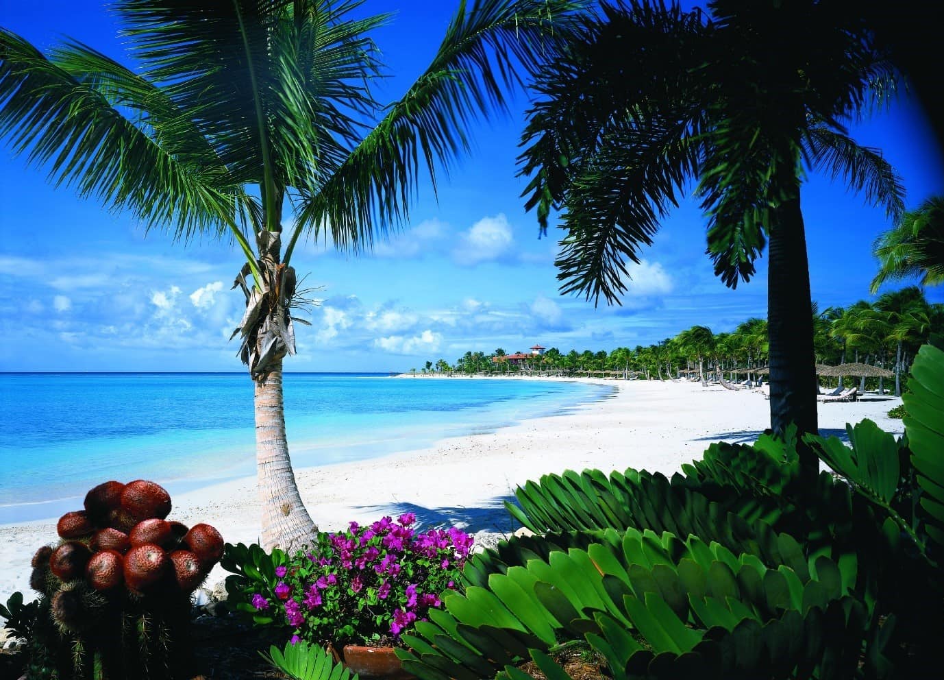 View of the beach with a palm tree at Jumby Bay in Antigua